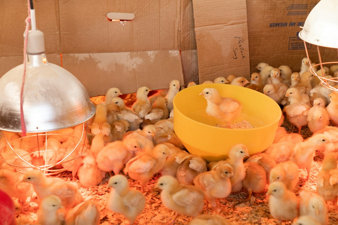 A brooder of chicks that will eventually be raised on pasture at Pasture Song Farm in Pottstown, PA. Pasture Song is a small-scale, sustainable meat and cut-flower farm. More photography at http://zoeschaeffer.com and http://instagram.com/dirtjoy More fro