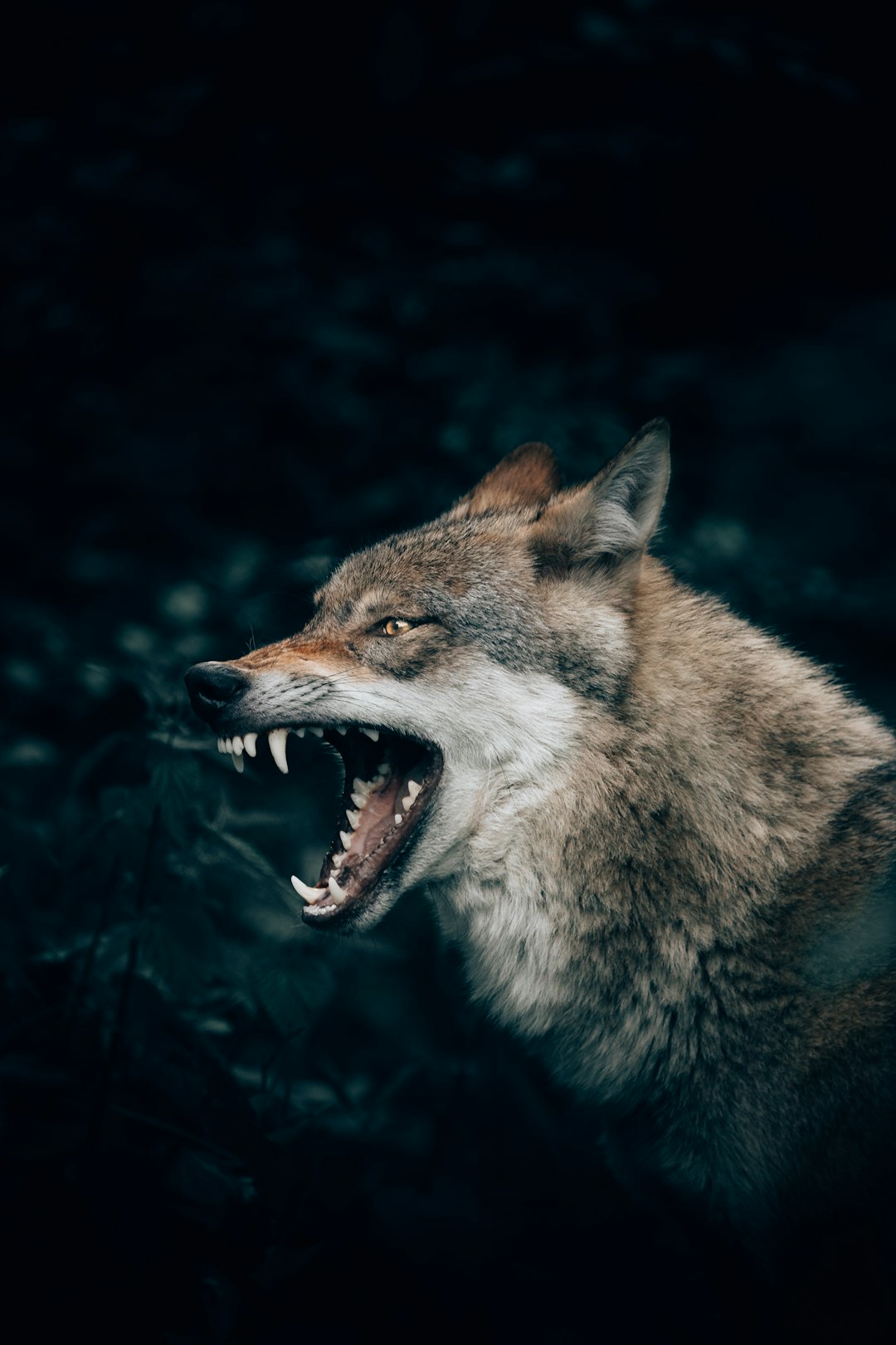 Wolf in the Forest