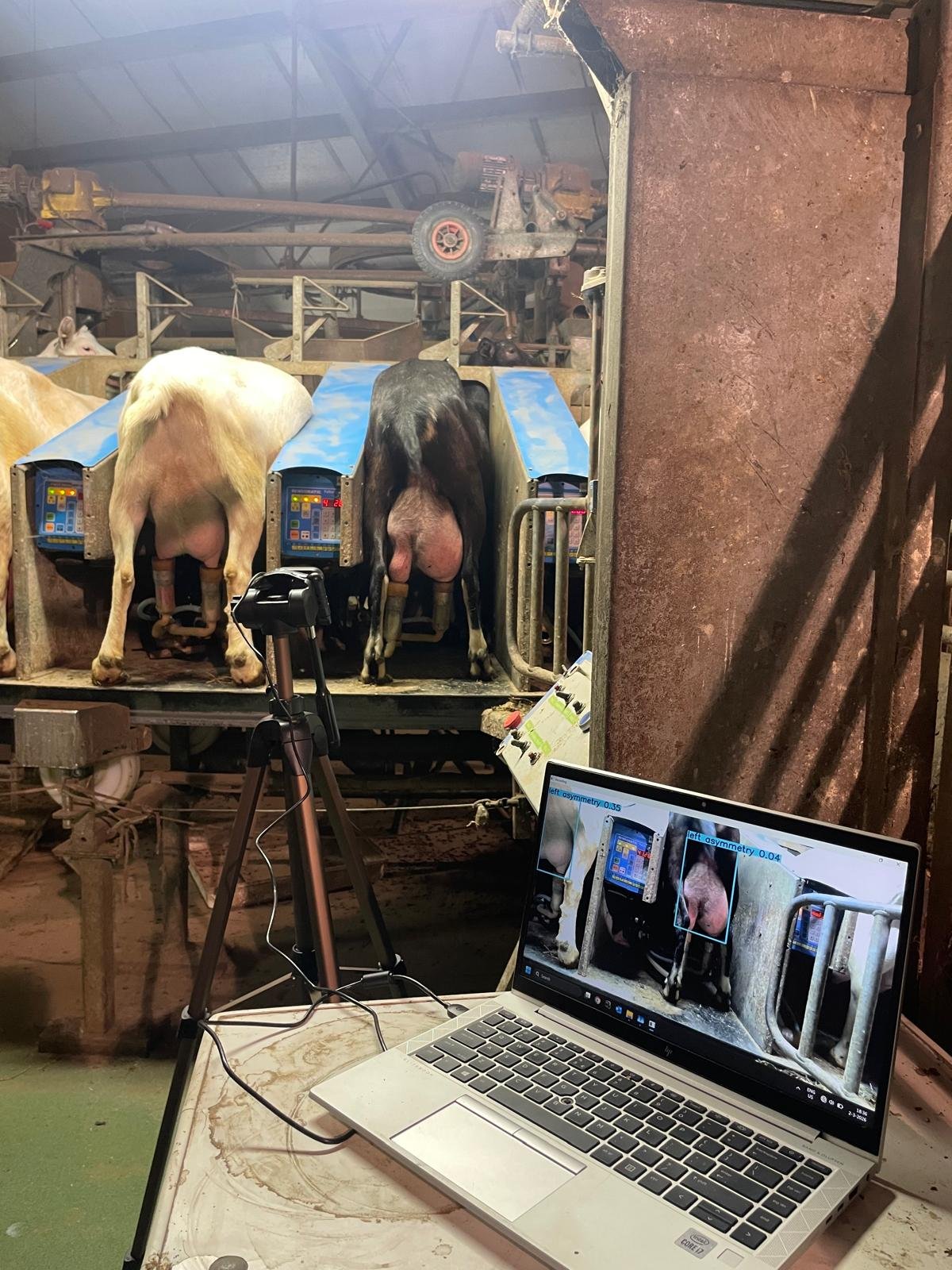 Kacper Libera test zijn AI-model op een geitenhouderij