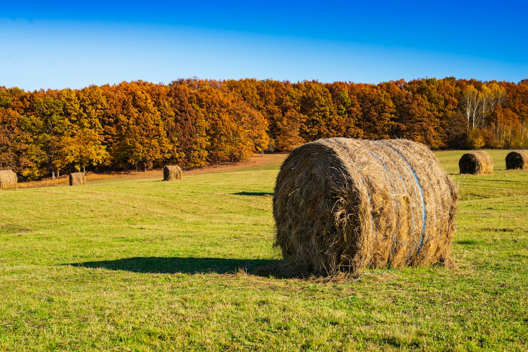 brown grass field near trees during daytime