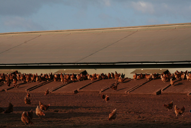 Fitzhead: by Roads Barn. Poultry farm with free-range hens. Eggs for sale here