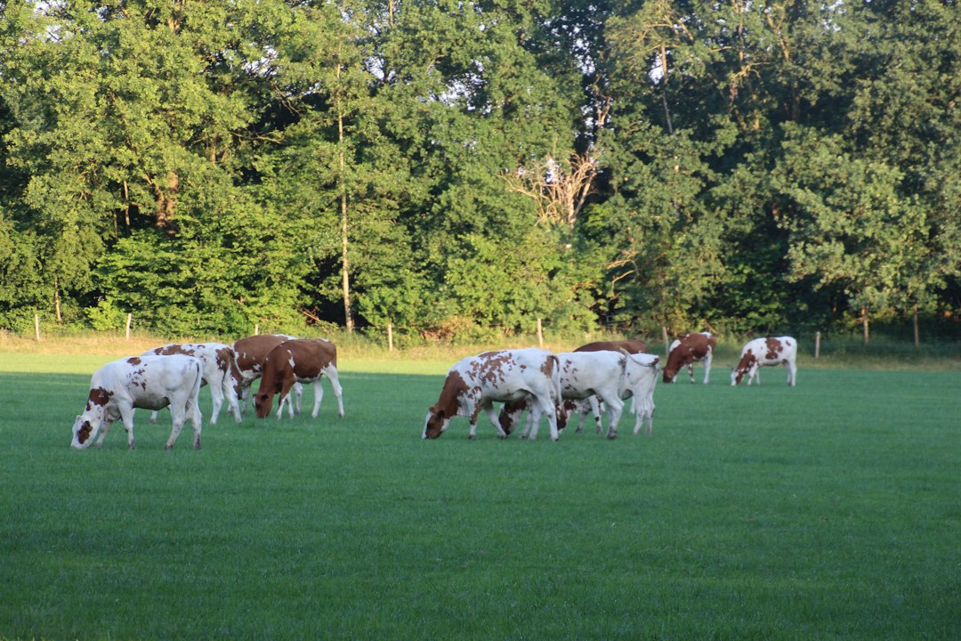 Grazing cows