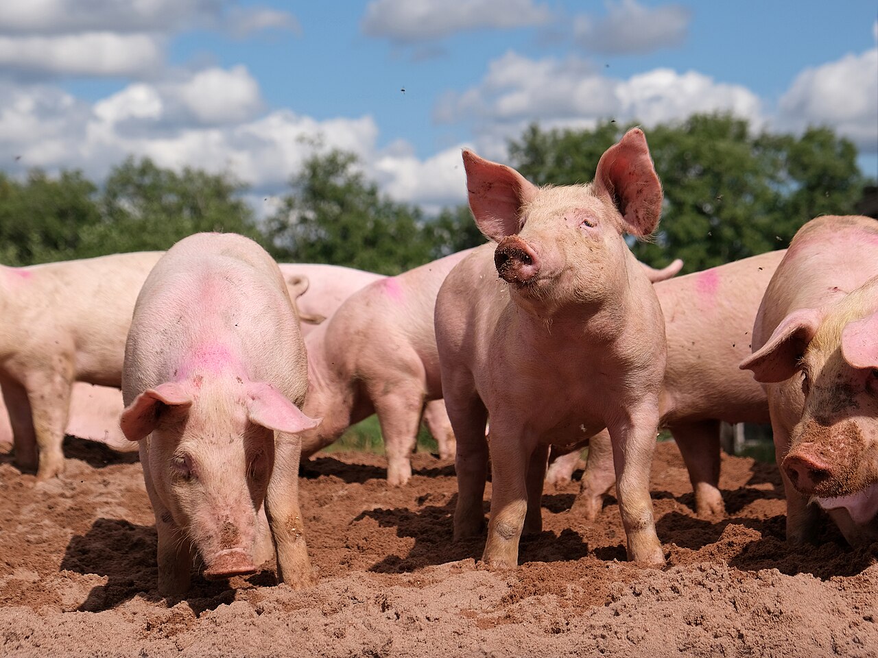 Pig farm in Vampula, Finland.